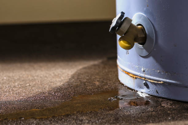 Best Mold removal after water damage  in Mount Olive, NC